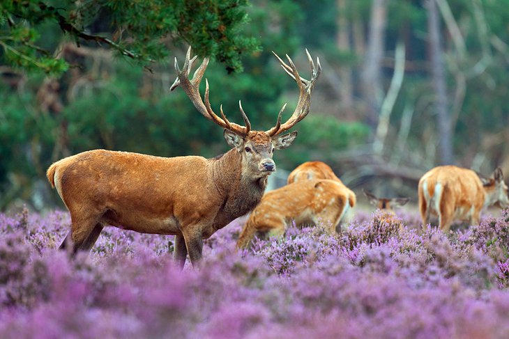 Park hoge Veluwe
                with two deer's on it. When hovered over, it changes to reveal people who are cylcing
                in the park on the white bikes from the park