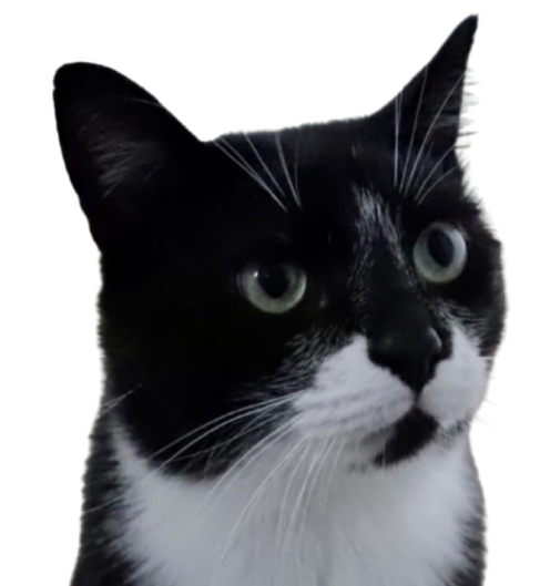 the head of a cat